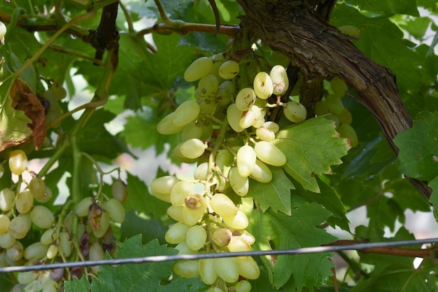 Close up of grapes hanging on Vine Hanging grapes Grape farming Grapes farm Tasty green grape