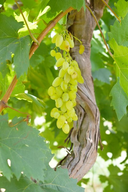 Photo close up of grapes hanging on vine hanging grapes grape farming grapes farm tasty green grape