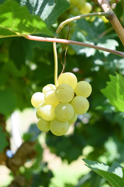 Close up of grapes hanging on Vine Hanging grapes Grape farming Grapes farm Tasty green grape