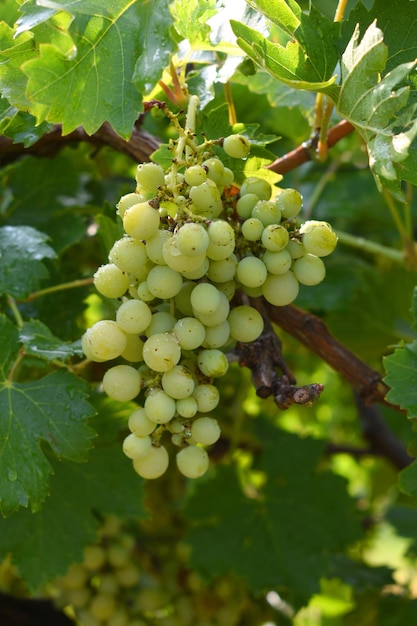 Photo close up of grapes hanging on vine hanging grapes grape farming grapes farm tasty green grape