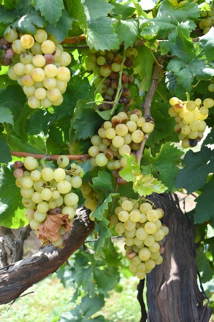 Close up of grapes hanging on Vine Hanging grapes Grape farming Grapes farm Tasty green grape