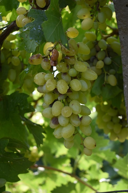 Close up of grapes hanging on Vine Hanging grapes Grape farming Grapes farm Tasty green grape