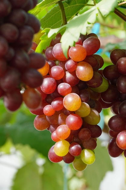 Close-up of grapes