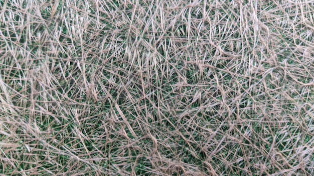 A close up of a grass ball