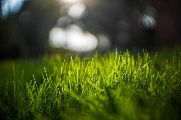 Close-up of grass on field