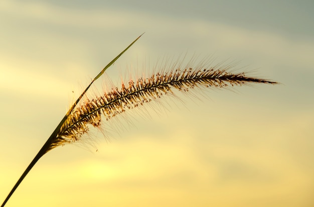 Close-up of Grass flower and brown flower in the garden