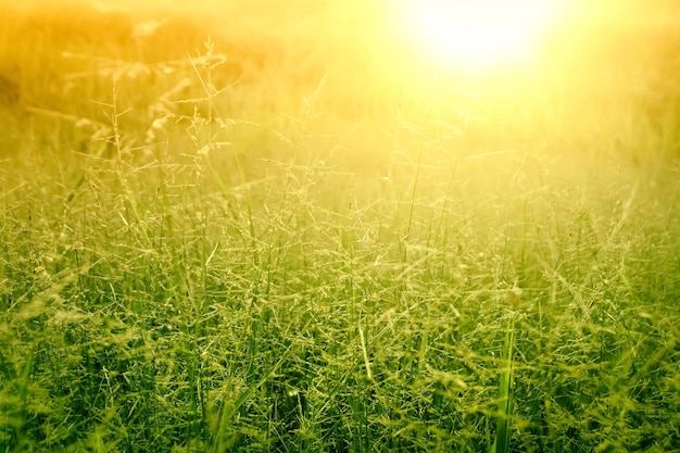 Photo close-up of grass growing in field