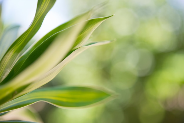 Close up of grass leaf  with bokeh background.