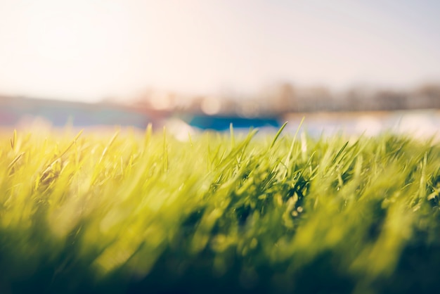 Close-up grass on soccer field