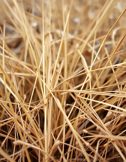 Photo a close up of a grass with a few needles