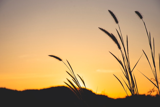 Close up of grass with sunset sky