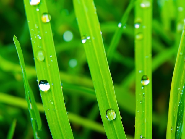 Photo a close up of grass with water drops on it