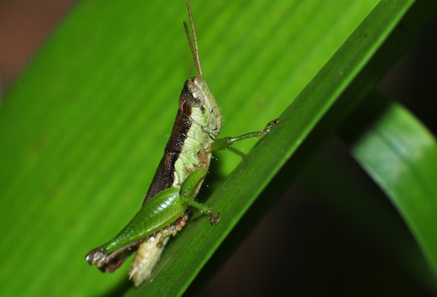 Close up of a grasshopper on green leaf