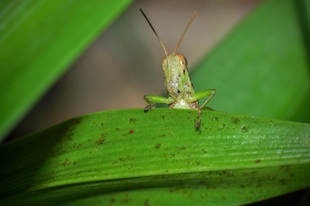 Close up of a grasshopper on green leaf