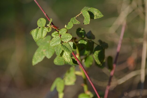 Photo close-up of grasshopper on plant