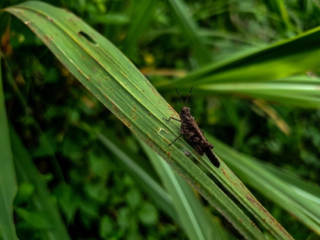 Close up grasshopper vintage background beautiful nature toning spring nature design sun plant