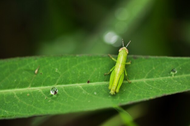 Close up of a grasshopper with water drops on green leaf