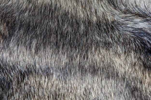 Close up gray dog skin for animal pattern and background