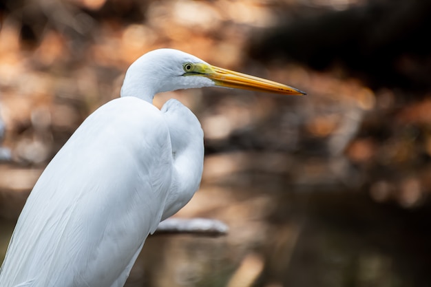 Close-up of a great egret