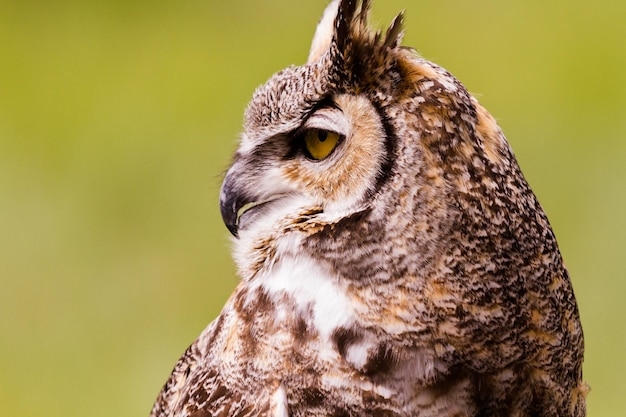 Close up of great horned owl in captivity.