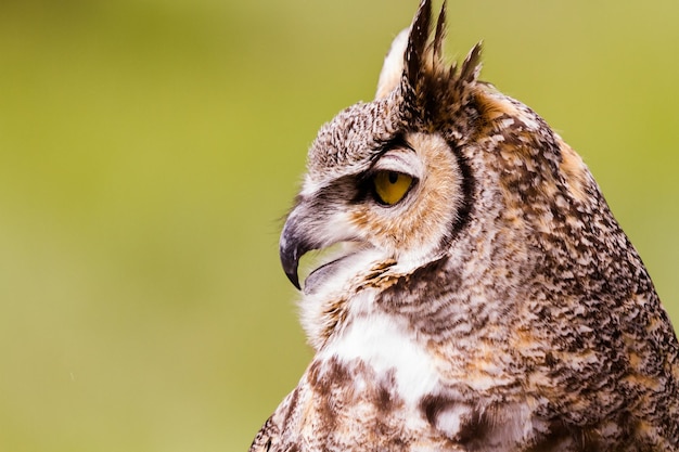 Close up of great horned owl in captivity.