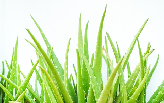 Close up of green aloe vera herb on white background