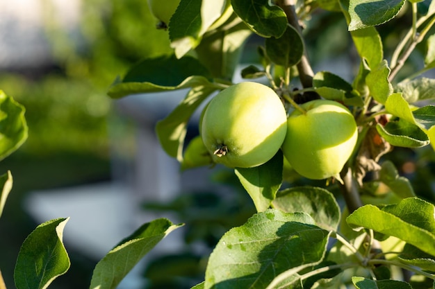 Close up Green apples on a branch of the tree in sunny day