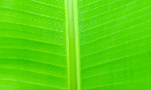 Close-up green banana leaf 