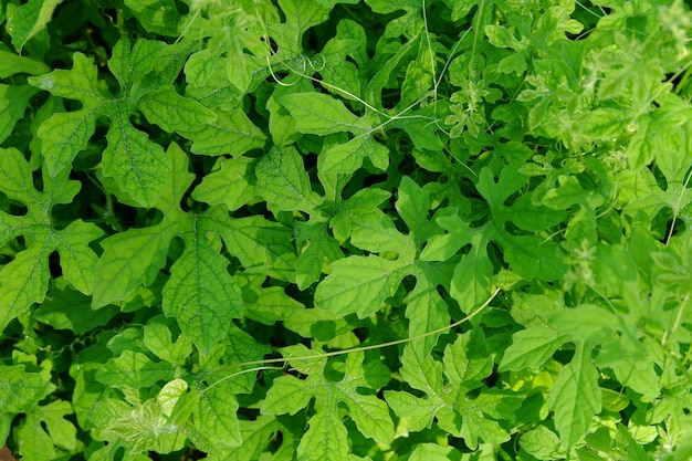 Close-up of green bitter gourd leaf texture background