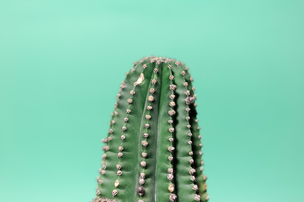 Close-up  green cactus isolated on wall of aqua menthe color.