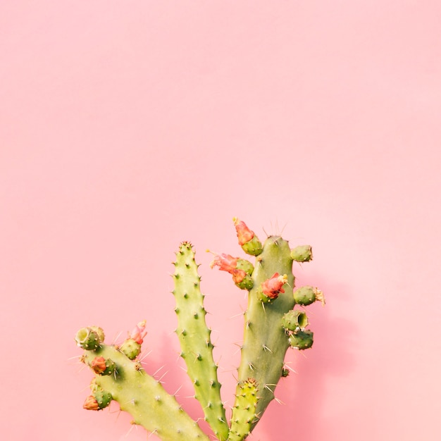 Close-up of green cactus on pink background