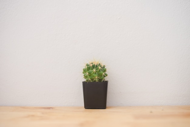 Close up of Green cactus plant in pot on a wooden table