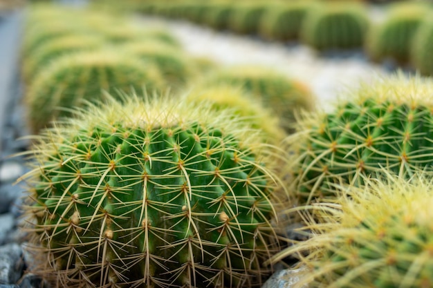 Close up green cactus on the sand