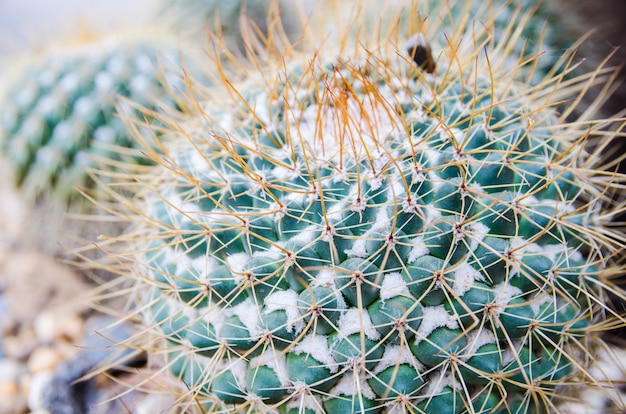 Close up of green cactus