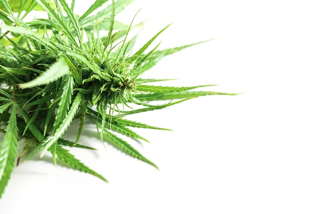 Close up of green cannabis plant on white background