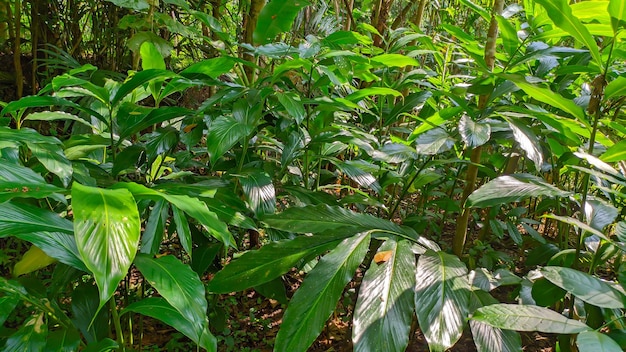 close up of green cardamom plant