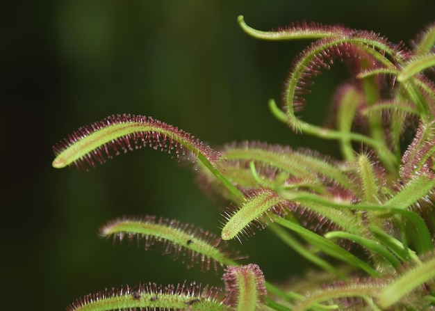 Close-up of green carnivorous plant