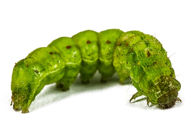 Photo a close up of the green caterpillar isolated on the white background