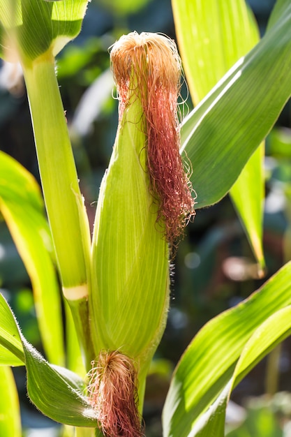 Close-up of green cob