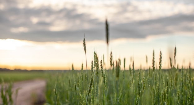 Close-up of green ears of wheat or rye at sunset in a field. World global food with sunset in farm land autumn scene background. Happy Agricultural countryside.