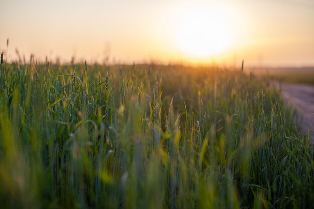 Close-up of green ears of wheat or rye at sunset in a field. World global food with sunset in farm land autumn scene background. Happy Agricultural countryside.