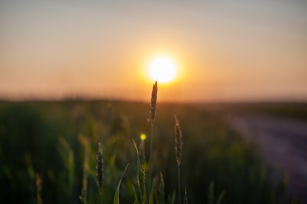 Close-up of green ears of wheat or rye at sunset in a field. World global food with sunset in farm land autumn scene background. Happy Agricultural countryside.