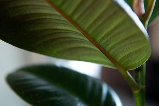 Close up of green ficus plant with sunlight minimalistic style