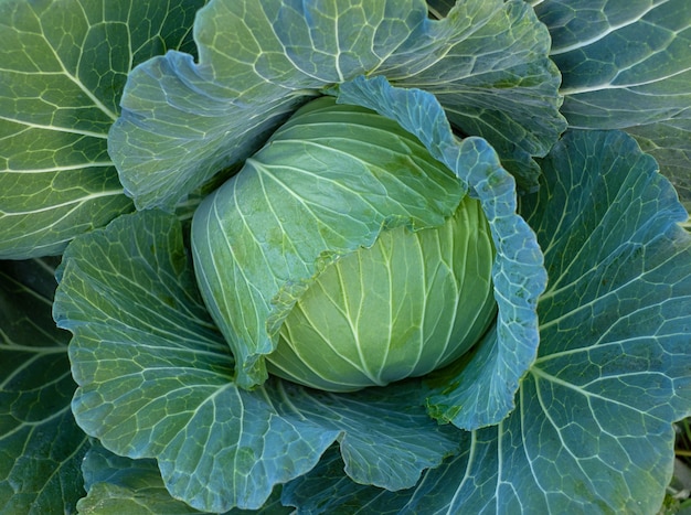 Close up green fresh cabbage maturing heads growing in the farm field