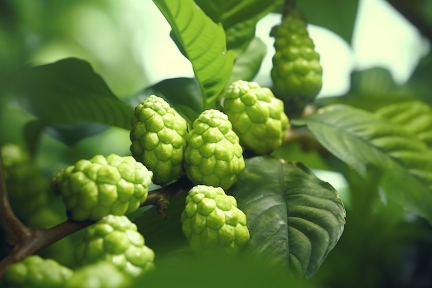 A close up of a green fruit on a tree