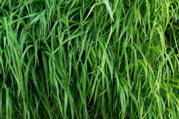 Close up of green grass background lush vegetation wall