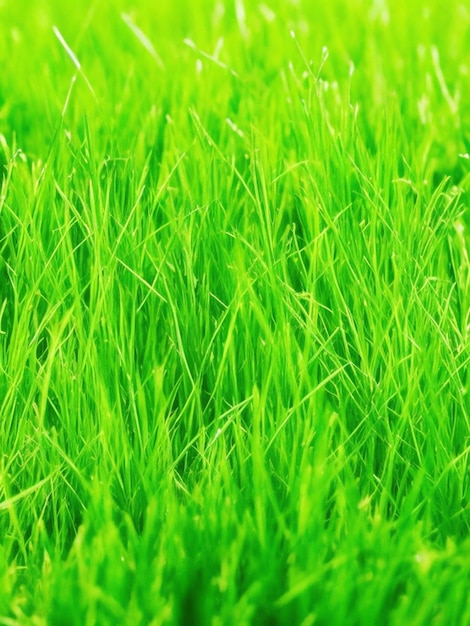 Close up of green grass prefect to nature background