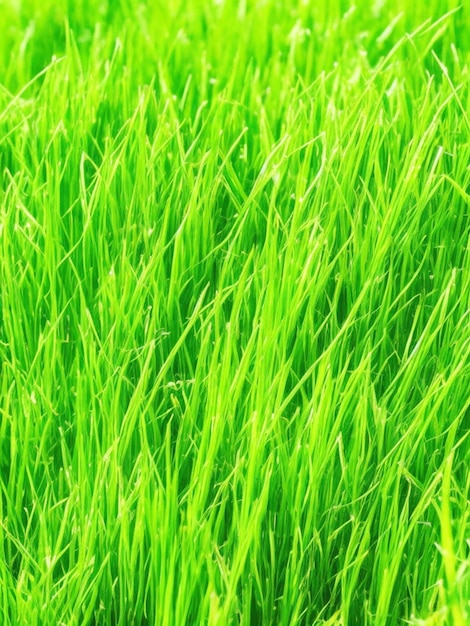 Close up of green grass prefect to nature background