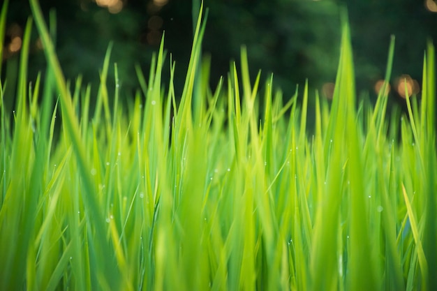 Close up of green grass with blurred background