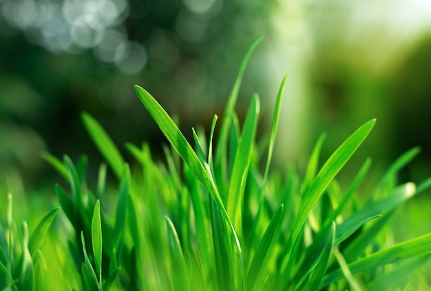 Close up on green grass with water drops